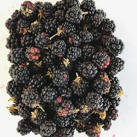 Farma Villani Poderi Nesti & Cupoli