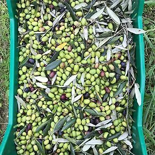 Villani Poderi Nesti & Cupoli * Lastra a Signa