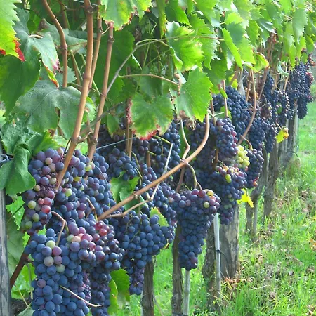 Farmház Villani Poderi Nesti & Cupoli *