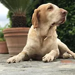 Çiftlik konaklama Villani Poderi Nesti & Cupoli *